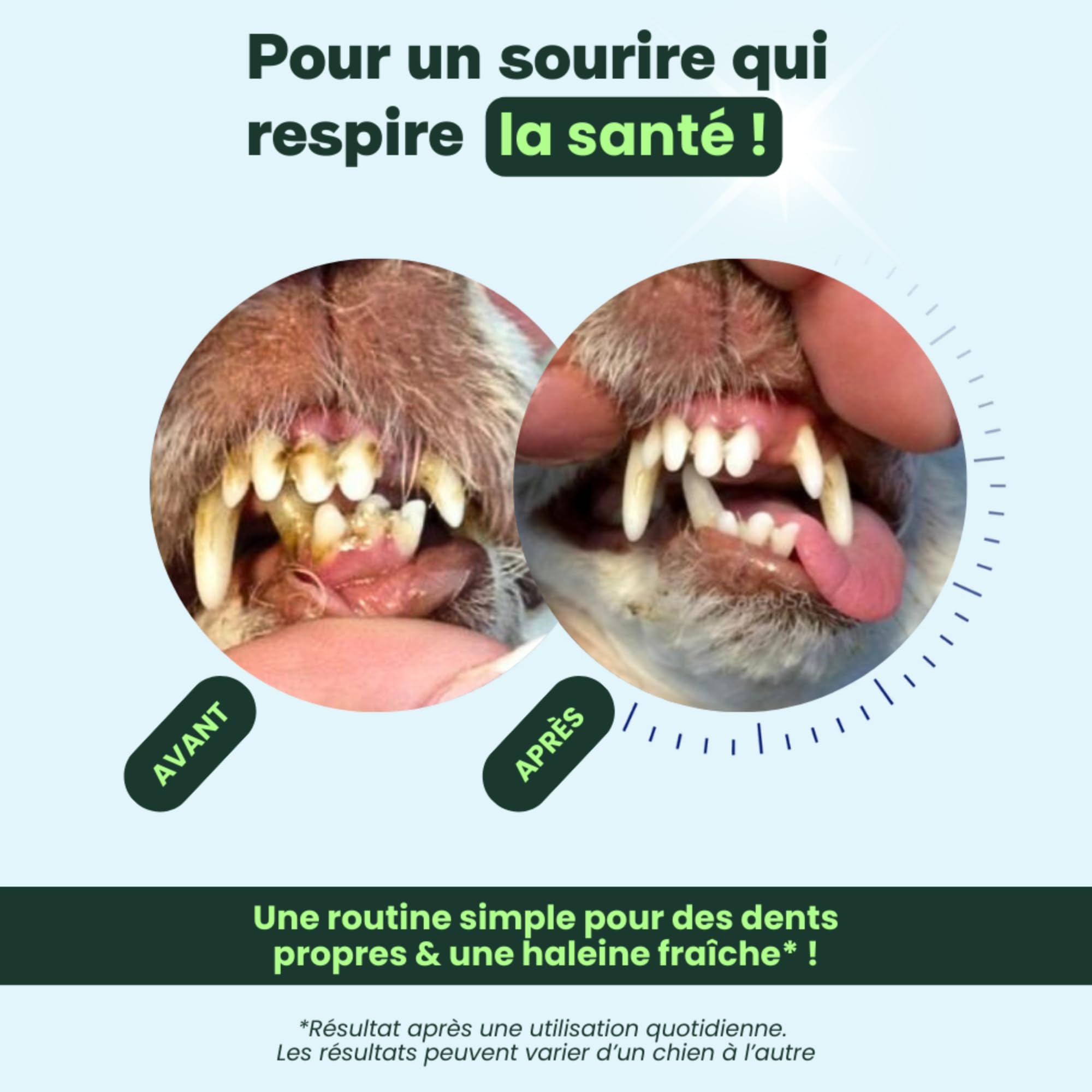 BESTI - Haleine, Dents & Gencives | Poudre Dentaire pour Chiens | Anti-Tartre, Mauvaise Haleine | Pré Post Probiotiques Naturels | Marque Française - Formule Vétérinaire | Eucalyptus | 75 Doses | 150g