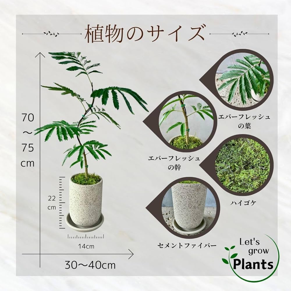 Amazon｜SUZUHA エバーフレッシュ 盆栽仕立て 曲がり 観葉植物