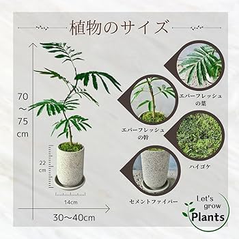 エバーフレッシュ 2 Amazon｜SUZUHA エバーフレッシュ 盆栽仕立て 曲がり 観葉植物