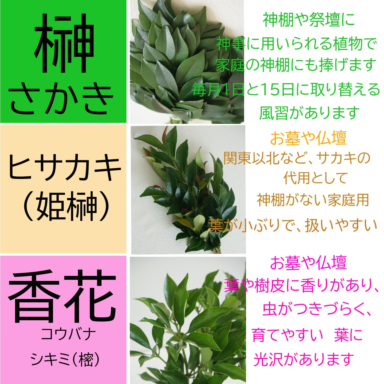 Amazon | ヒサカキ シバ 苗木 3.5号 1株 姫榊 Eurya japonica Eurya