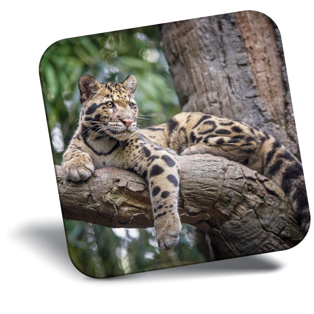 Destination Vinyl Ltd Fridge Magnet - Clouded Leopard Wild Cat 3201