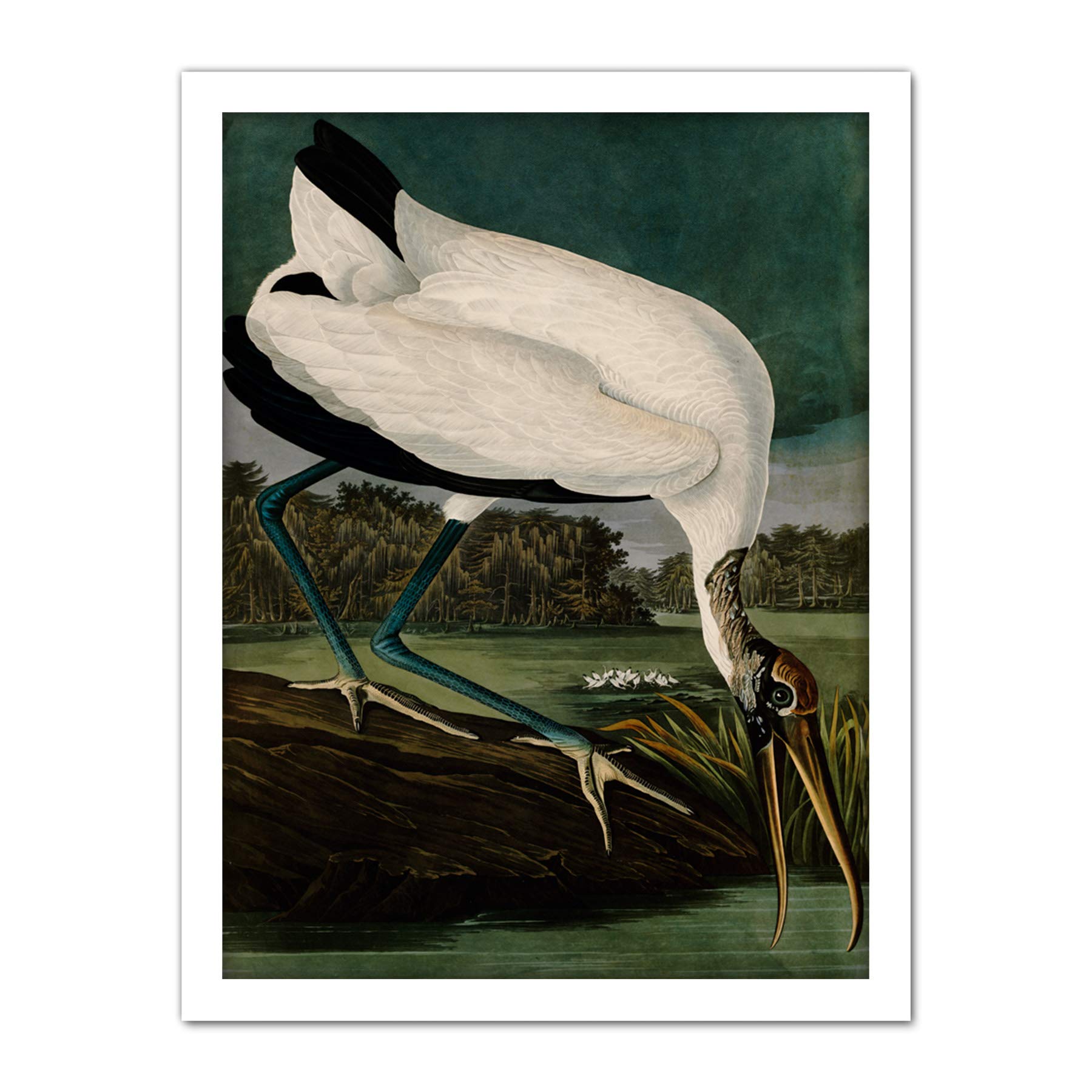 Artery8 Audubon Birds Wood Ibis Painting Artwork Framed Wall Art Print 18X24 Inch