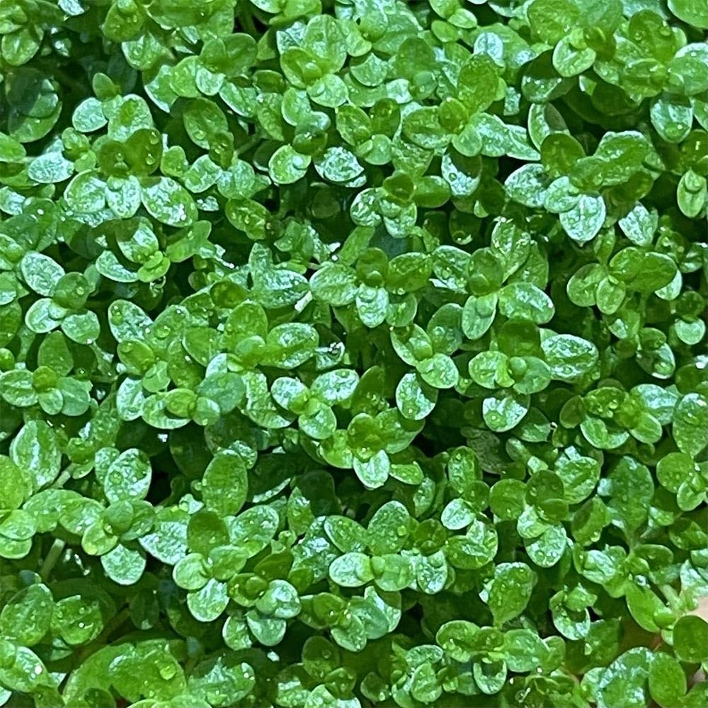 Hemianthus callitrichoides Cuba in Vitro Pianta Tappezzante Acquario Dolce