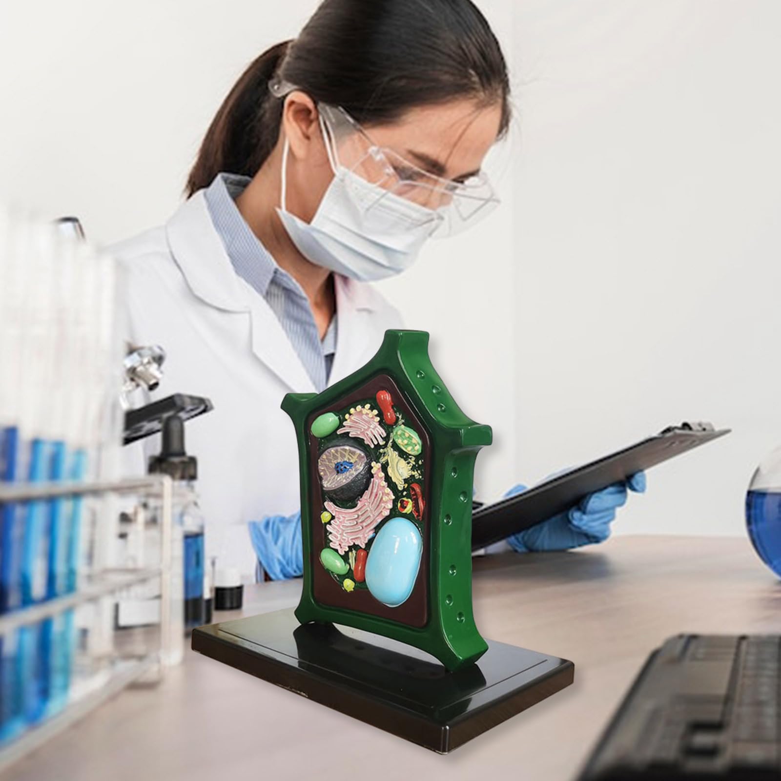 Modello di cellule vegetali Modello Anatomia vegetale Apprendimento Biologia Scienza Modello Biologia Strumento didattico per l'educazione scientifica