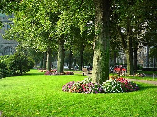 Miniatura 3 de Solo 456 Pulverizador de mano profesional de 2.25 galones con correa de transporte