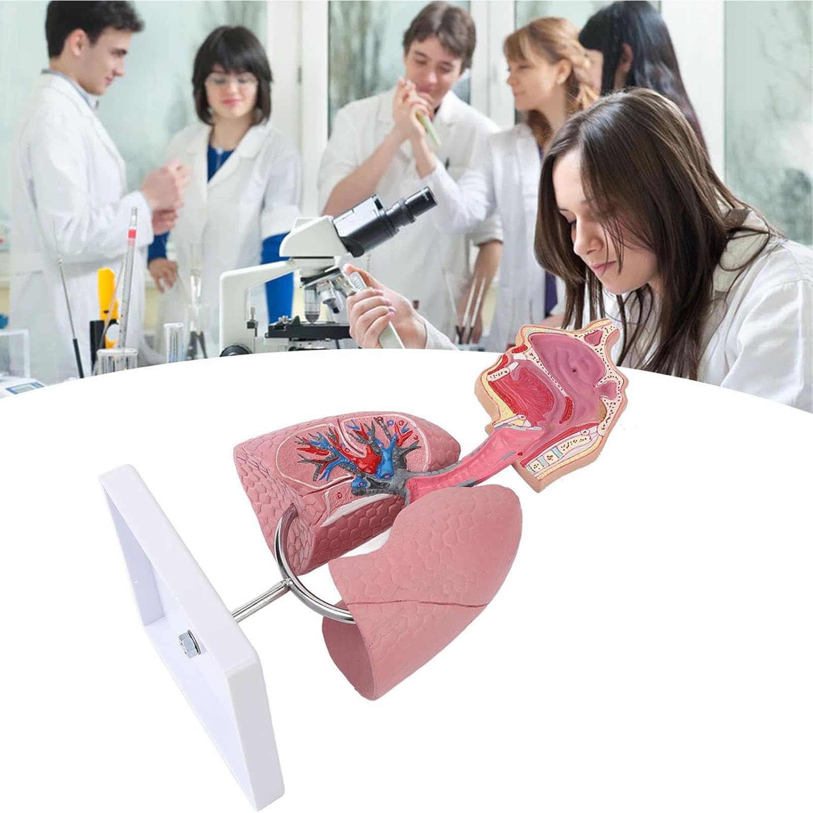 Modèle respirant cœur poumon AMITD amovible pour l'étude anatomique