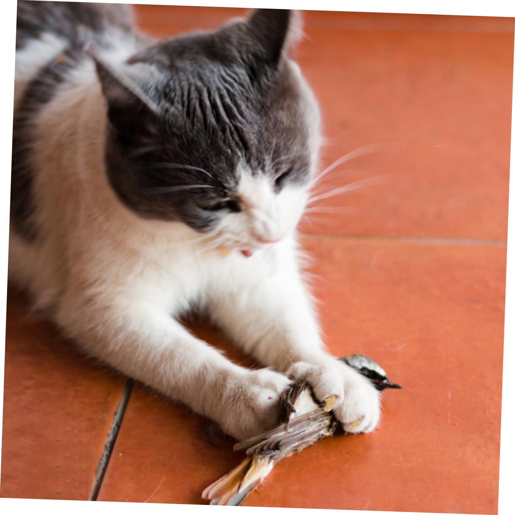 Sosoport 50juegos Cubiertas De Uñas De para Gatos y De Coloridas para Protección De Patas Reduce Arañazos y Daños El De Usar y Seguro para