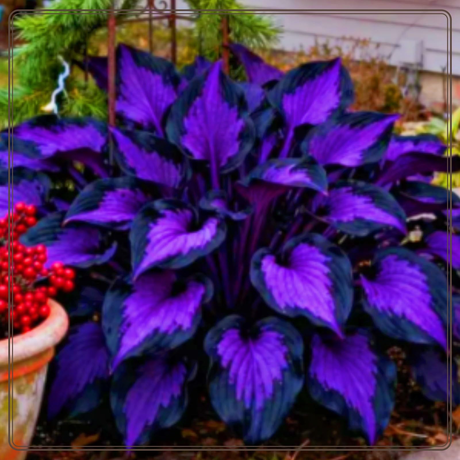 Mixed Hosta Bulbs-Hostas Plants Perfect for The Garden-Landscaping-Excellent Displays-4bulbs-a