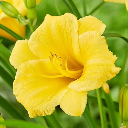 Miniatura 4 de CHUXAY GARDEN 25 semillas Hemerocallis Stella de Oro lirio refloreciente semillas de hemerocallis encantadoras flores amarillas que atraen mariposas
