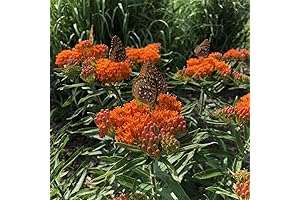 Orange Milkweed Plant Live Butterfly Milkweed Plant Asclepias Tuberosa Starter Plant