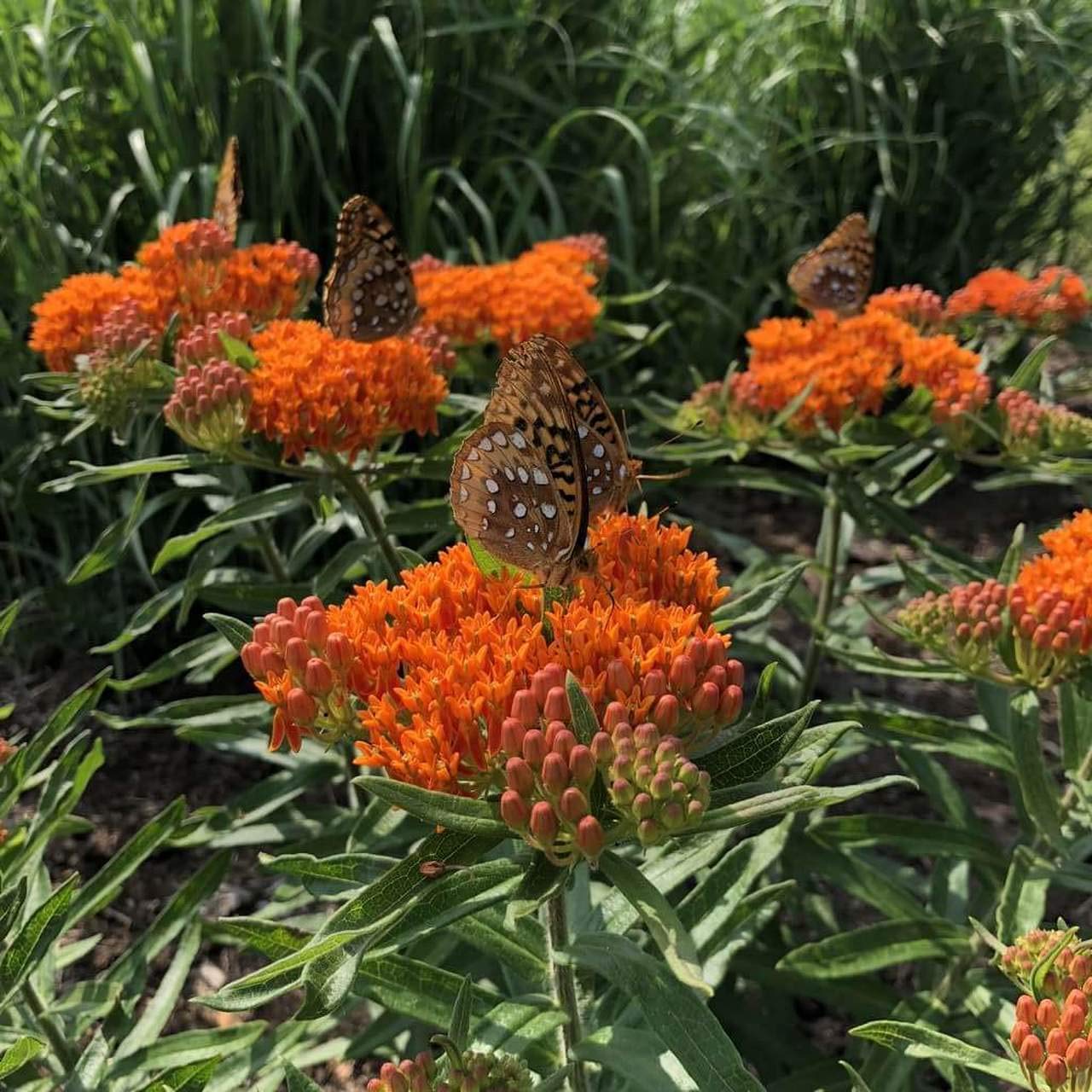 Orange Milkweed Plant Live Butterfly Milkweed