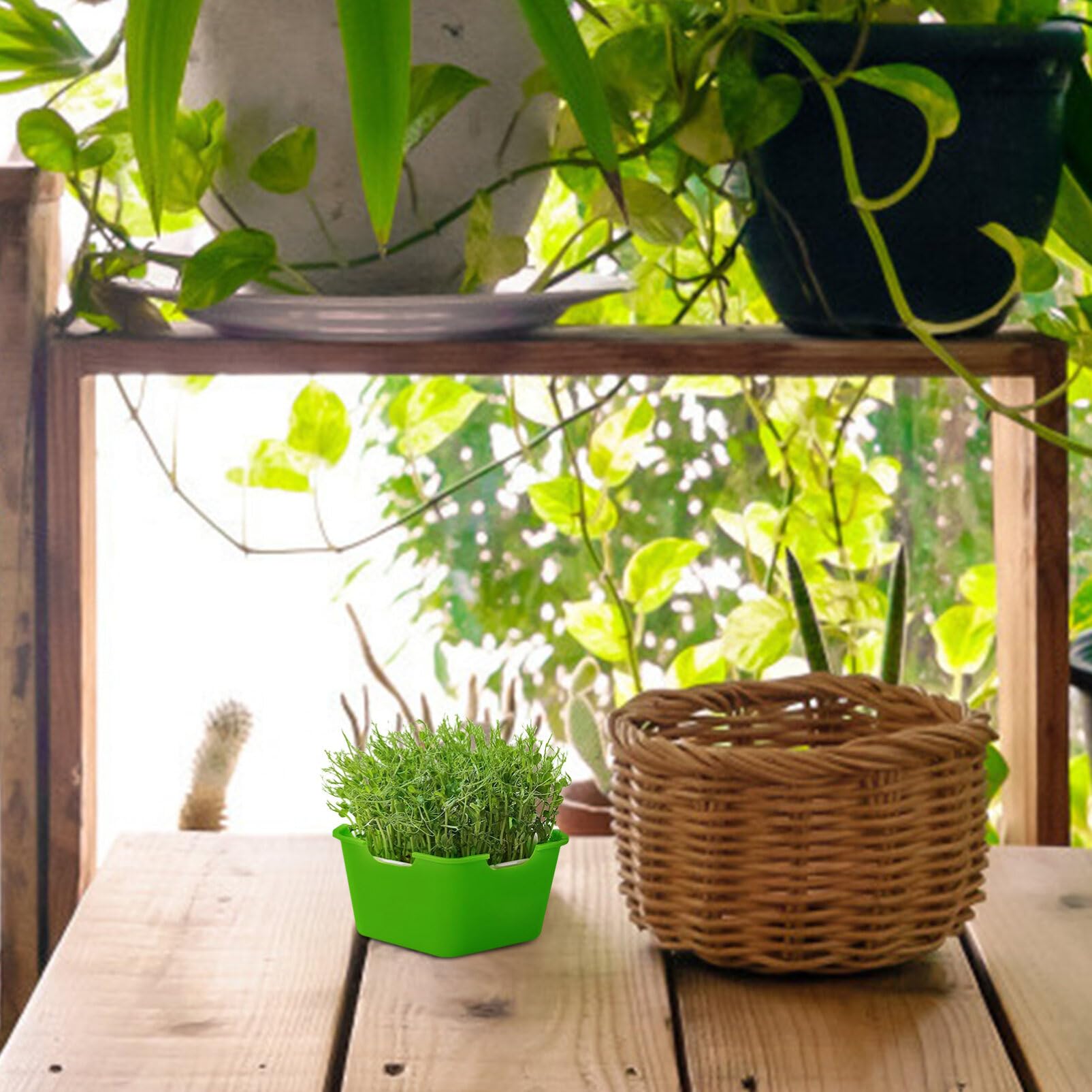 INOOMP 4ensembles Plateau De Germination Réutilisable avec Couvercle Tray De Démarrage pour Semences pour Fleurs Fruits Et Légumes