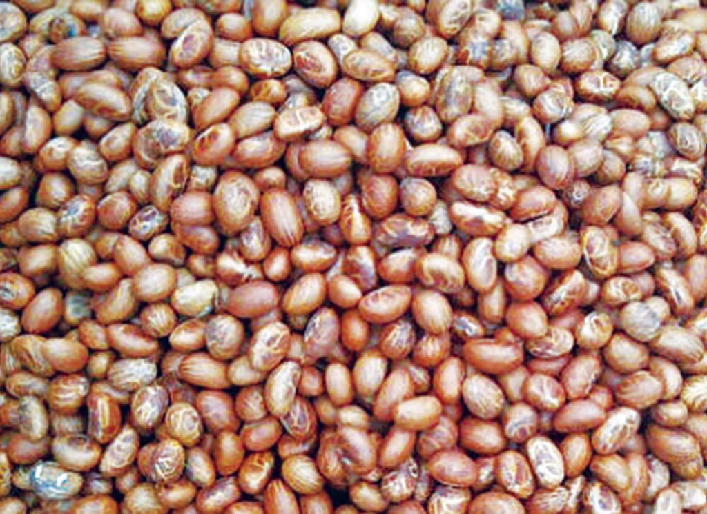 African Bitter Kola Nuts 0.5lbs