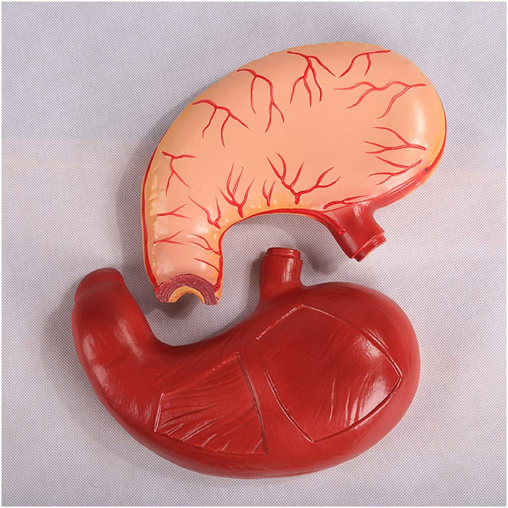 sjdoPulse Stomach Anatomical Model - Human Stomach Anatomy Model - Human Organ Anatomical Model Stomach Structure Model - Pvc Material - for Medical Teaching Training Aid (A)