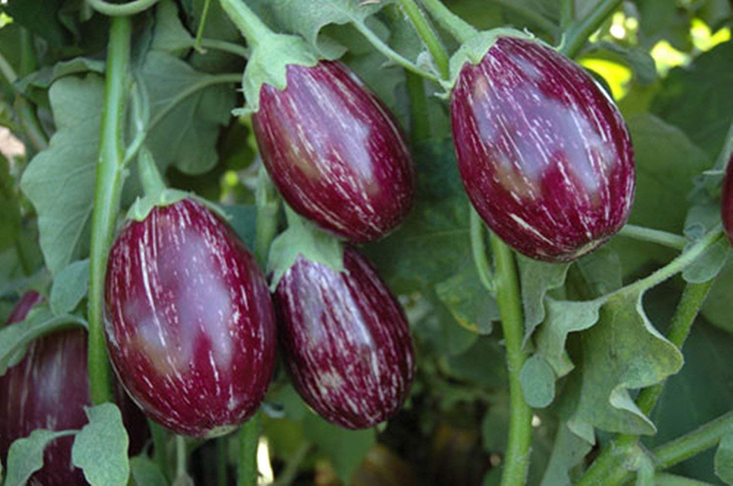 Golden Hills Farm Brinjal Seeds HT.46 Hybrid F1 Variety Heirloom Vegetable 500 seeds (B07NCNCZQM) Amazon Price History, Amazon Price Tracker