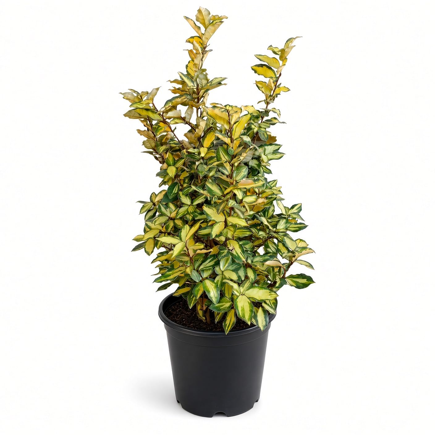 KENTIS - Eleagnus Ebbingei - Vraies Plantes d'Extérieur Sempervirens et Résistantes - Différentes Tailles et Hauteurs (Eleagnus Ebbingei Maryline, Ø 24 cm)
