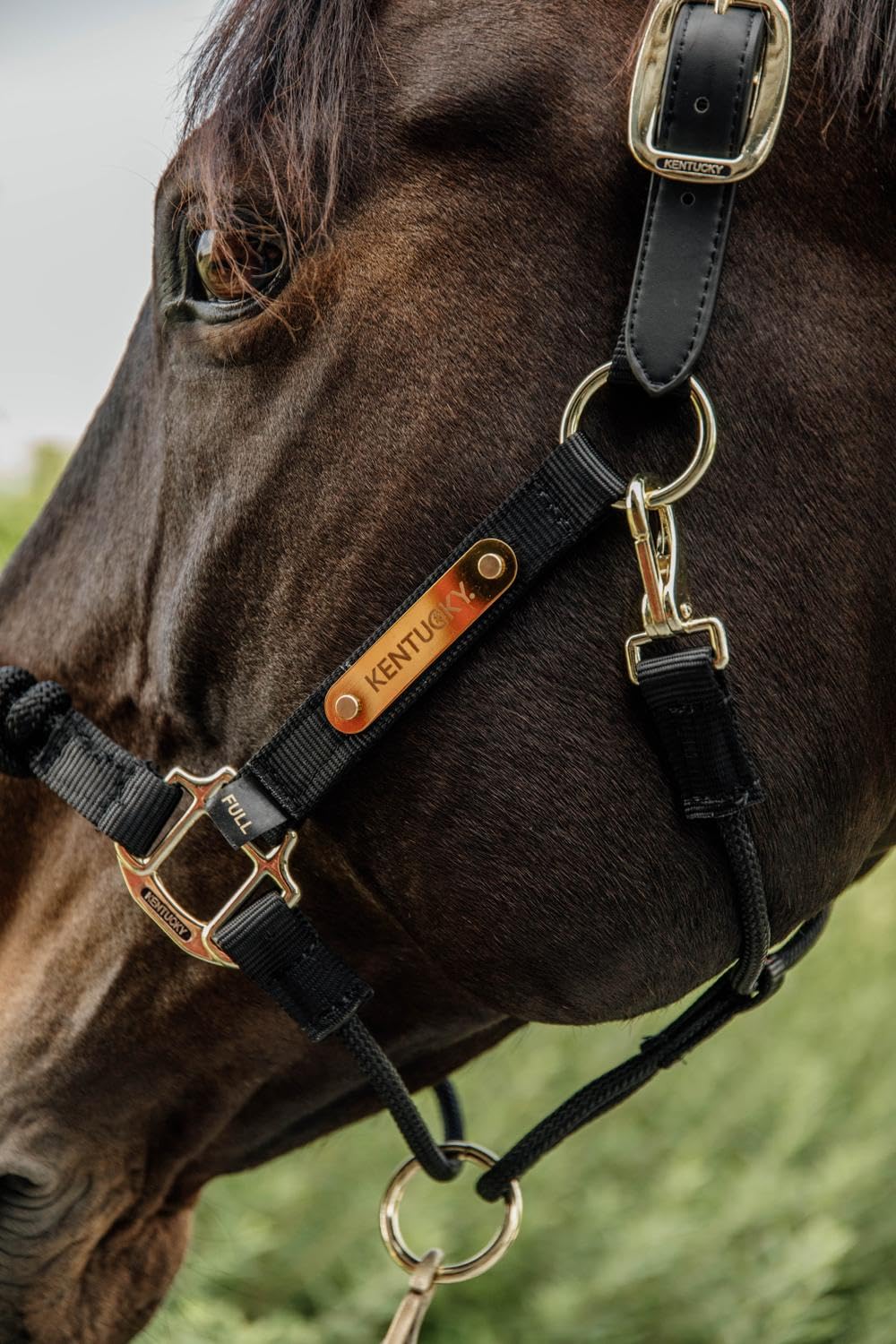 Kentucky Horseware - Cabezada para control de sangre caliente, color negro