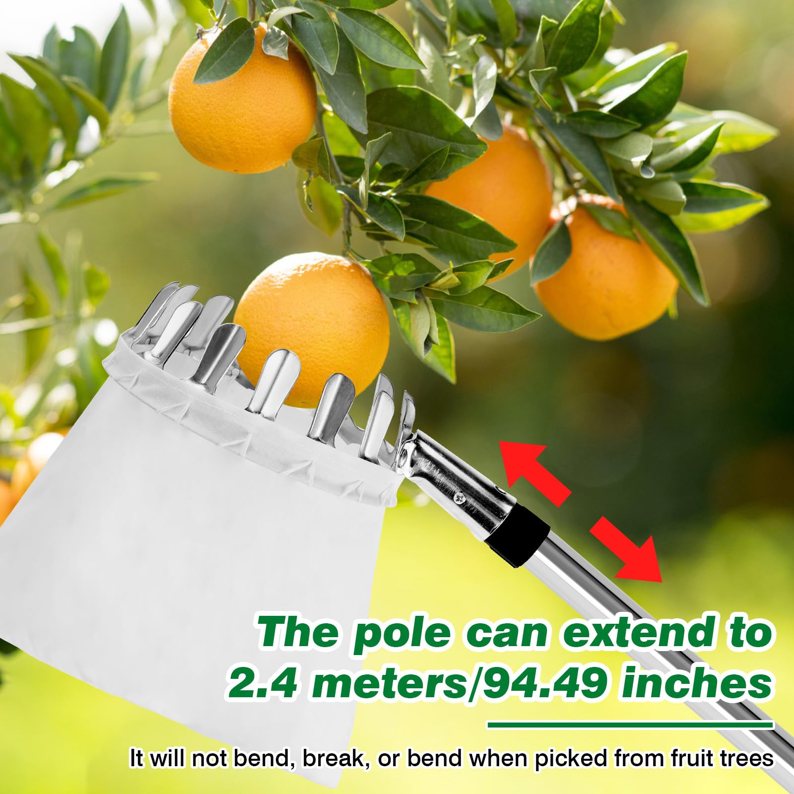 Raccogli Frutta da Albero, 2.4M Raccoglifrutta con Palo in Acciaio Inox Leggero, Raccogli Frutta Telescopico Raccoglifrutta Regolabile in Altezza Per la Raccolta di Mele, Fichi, Pere, Pesche e Nespole