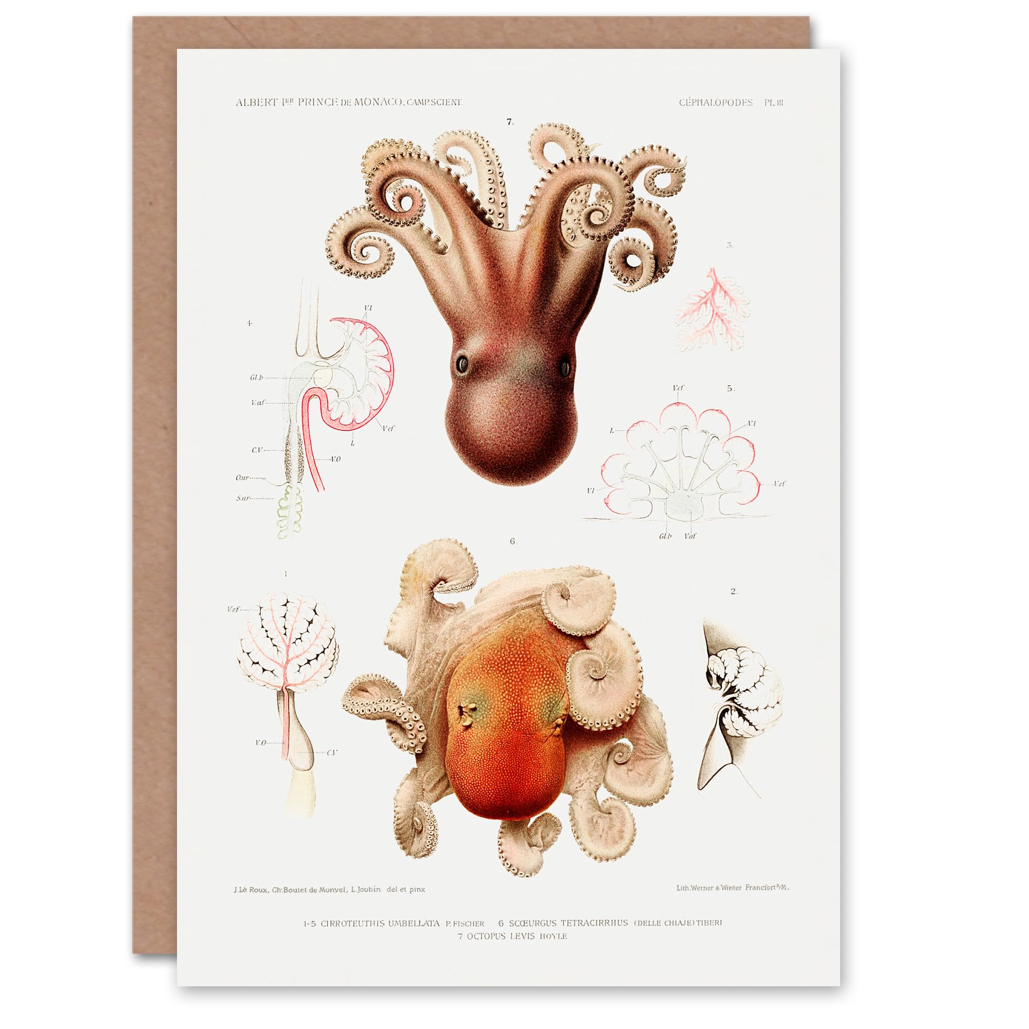 Artery8 Vintage Marine Life Art Card Pygmy Octopus Study Illustration