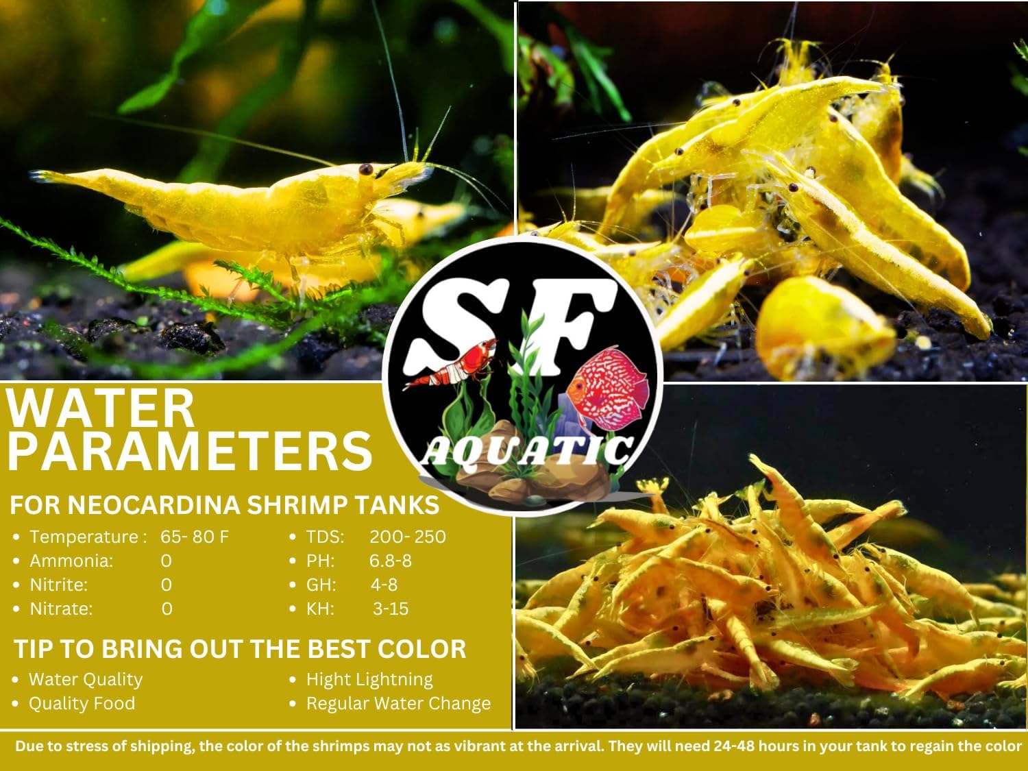 SF Aquatic™ 10 Premium Mix Color Neocaridna Live Freshwater Aquarium Shrimps for Aquarium. Adults Beeding Age. Live Arrival Guarantee.