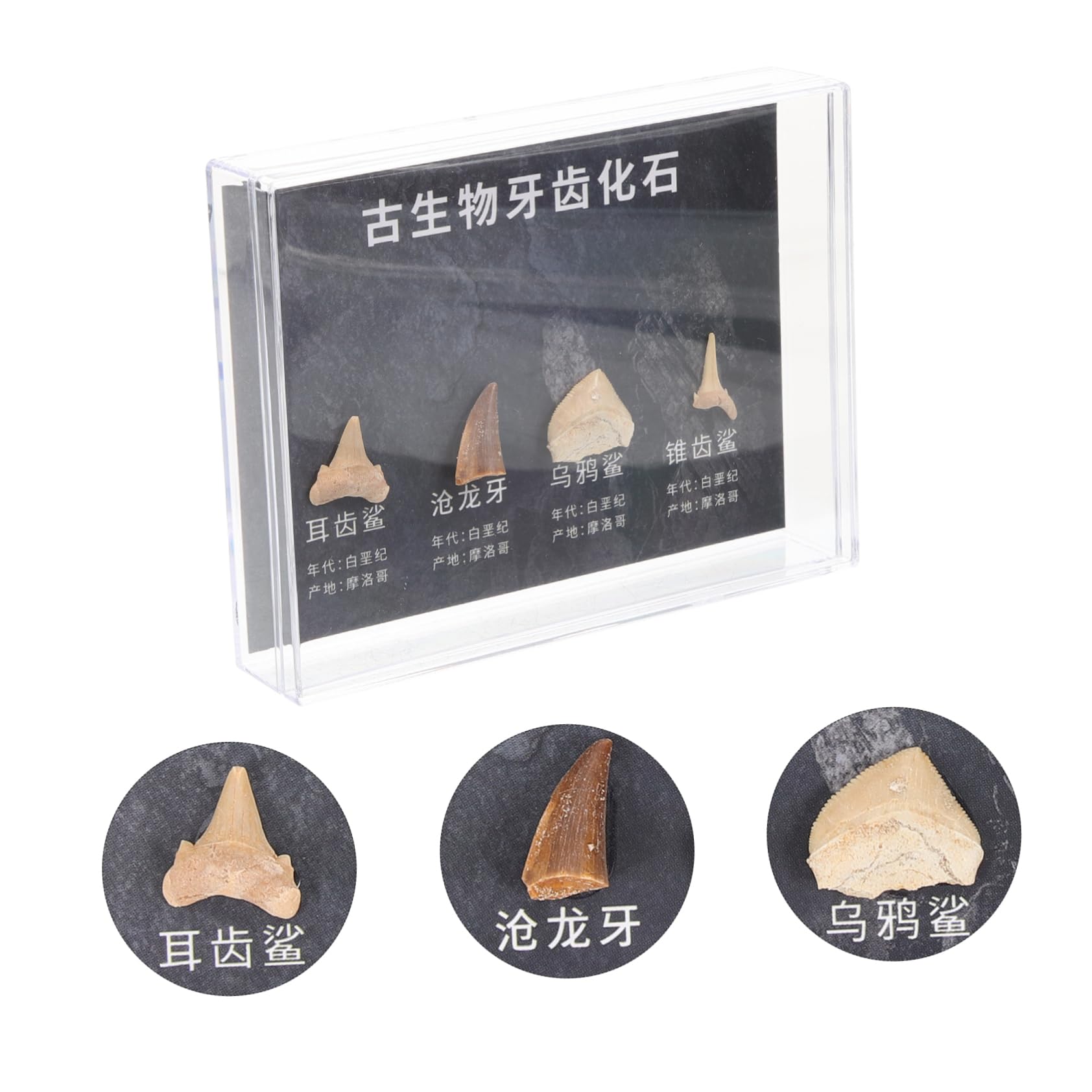 Gatuida 5 Cajas decoración modelo dinosaurio esqueleto paleontología bichos trilobites paleontologia studio decoraciones adornos estuda muestra estudiante enseñando ornamento equipo fósil