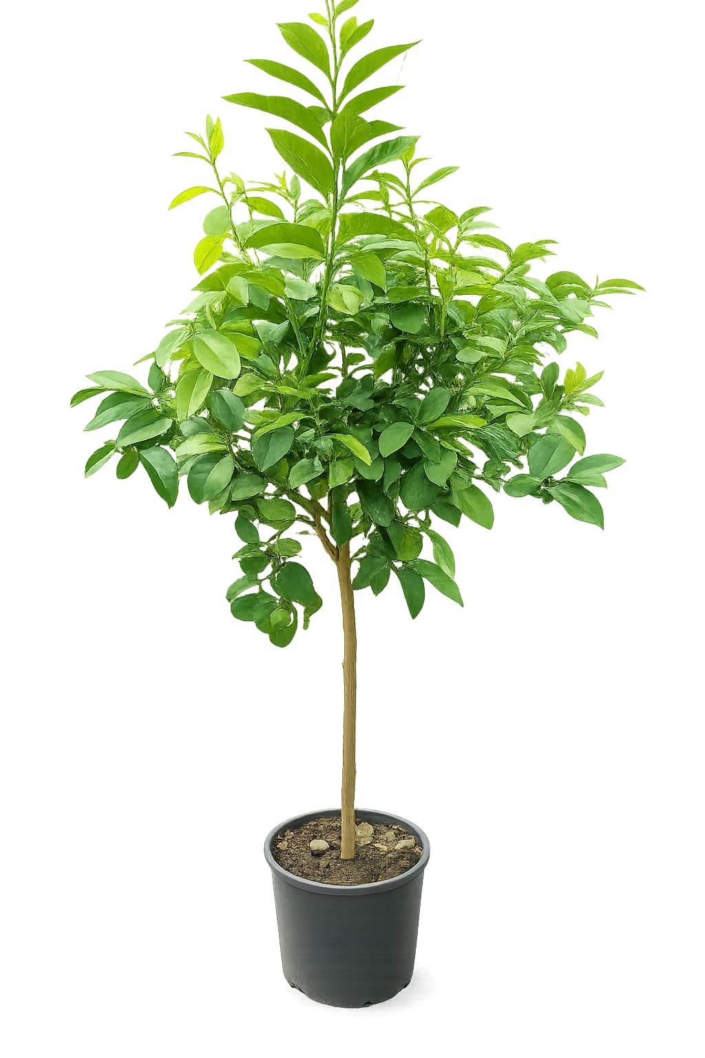 Bergamotte Pflanze 140–160 cm – Citrus bergamia – Bergamottenbaum mit dickem Stamm – Duftzitrus für Terrasse, Balkon & Wintergarten – mediterrane Zitruspflanze