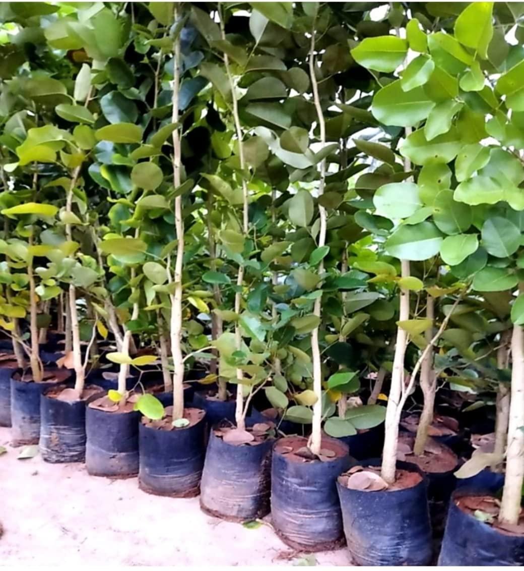 See full amazon price history chart for AGRO ALIVE Live Red Sandalwood plant Medicinal Ayurvedic Red Sandalwood plant (Lal Chandan or Raktachandan) 1-1.5 feet height AGRO ALIVE Live Red Sandalwood plant Medicinal Ayurvedic Red Sandalwood plant (Lal Chandan or Raktachandan) 1-1.5 feet height (B0BLKMM4VD) Amazon Price History, Amazon Price Tracker