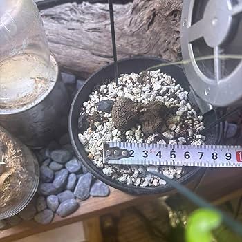 亀甲竜【OGUCHIさん専用】（ゴツゴツした双頭タイプ） ゴツゴツ塊根】亀甲竜 長谷川園芸 5年目 蔓展開中