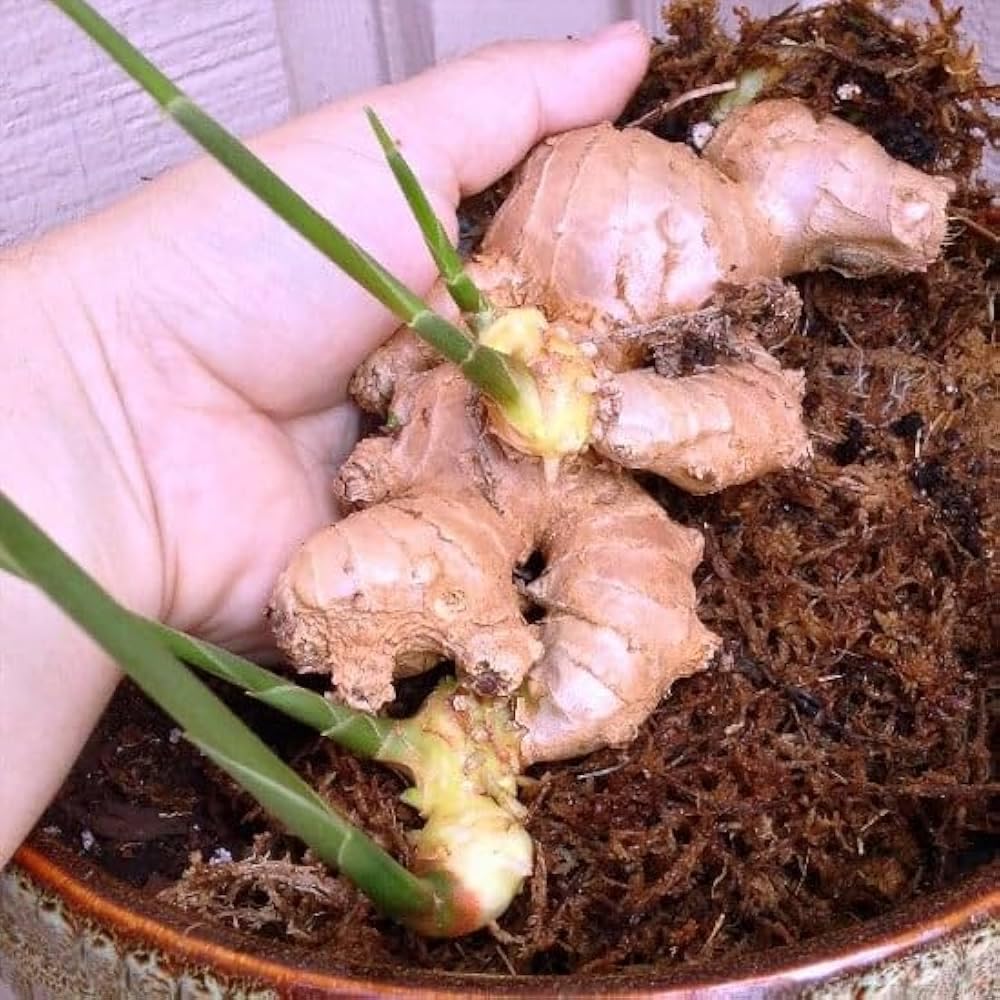 Fresh Organic Ginger Root Bulbs for Planting, 24 Count, Garden Growing Rhizomes. NLH_3-image-9