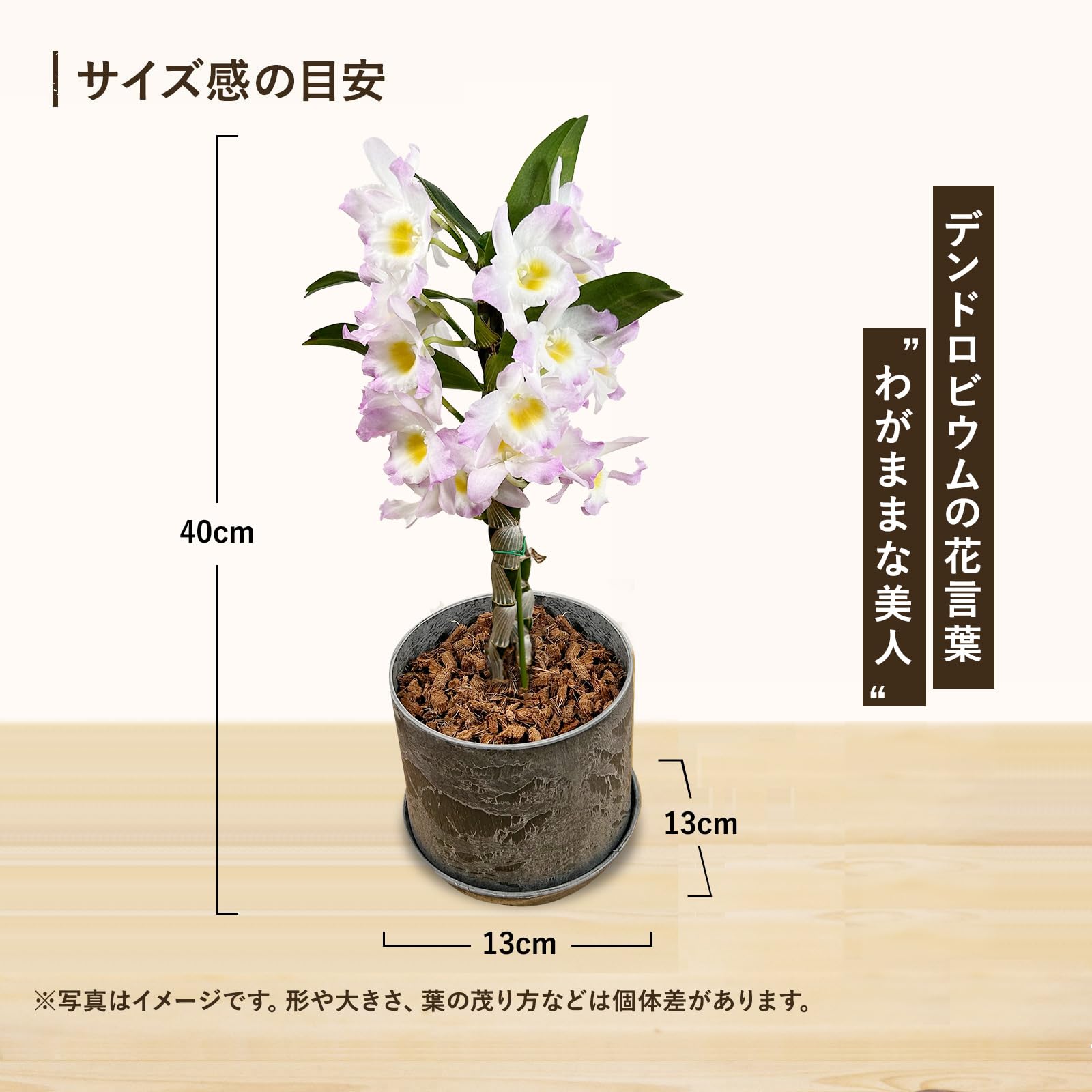 Amazon.co.jp: l'arbre blanc デンドロビウム 4号鉢植え 白ピンク系 鉢