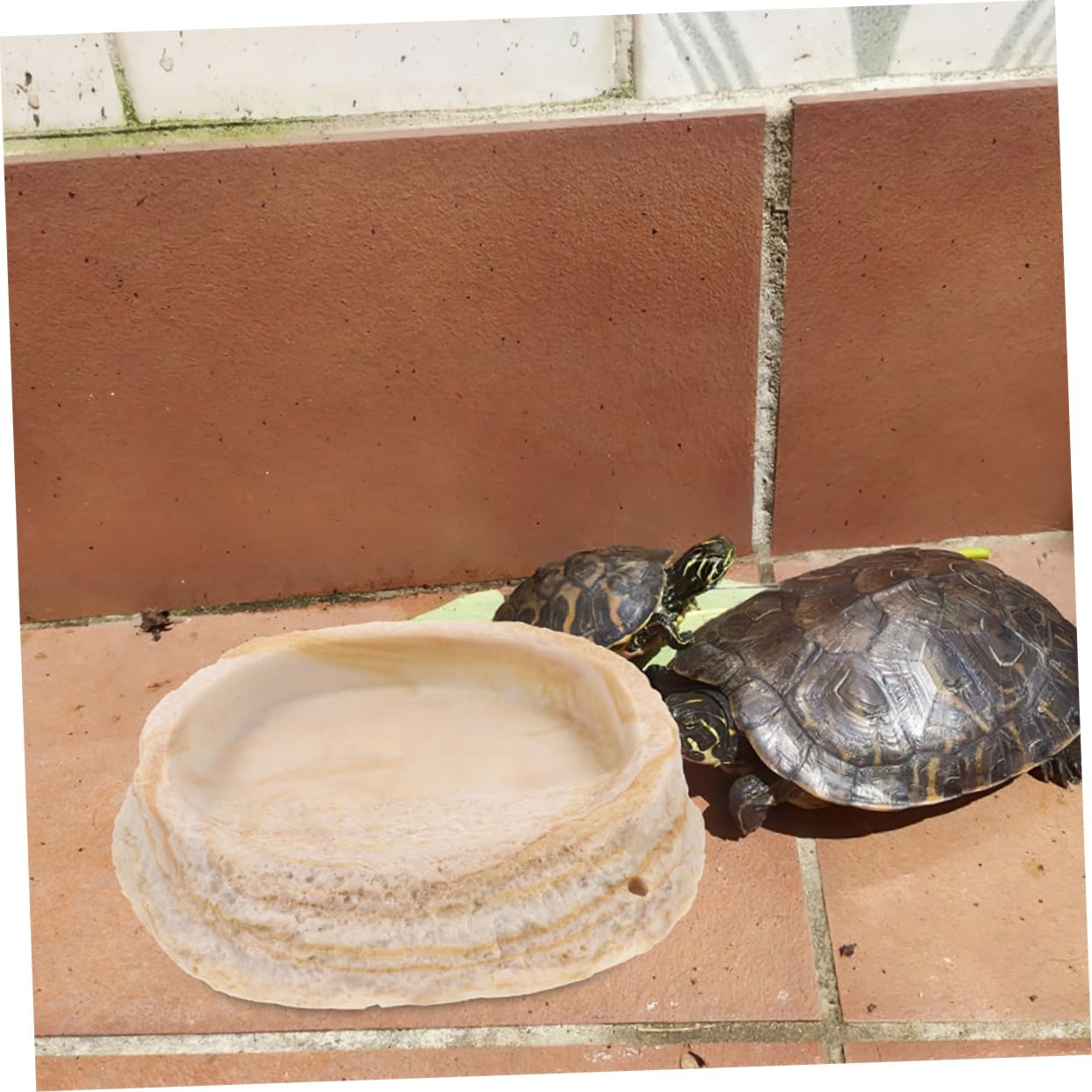 2 Cuencos de Resina para Reptiles Borde Antivuelco, para Geckos y Serpientes en Terrario