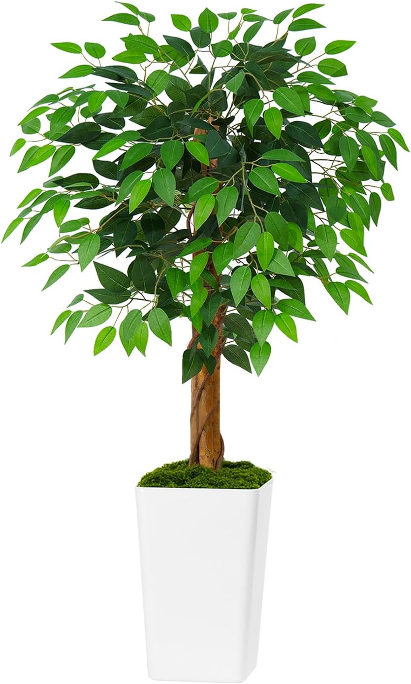 現品　カシワバゴム　柏葉ゴム　バンビーノ　リナータ　25番　インテリア　観葉植物 現品 カシワバゴム 柏葉ゴム バンビーノ リナータ 25番 フィカス 特大