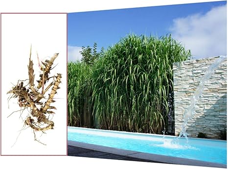 Rhizome/Wurzelstücke Elefantengras 'Miscanthus x giganteus' - schnell ...