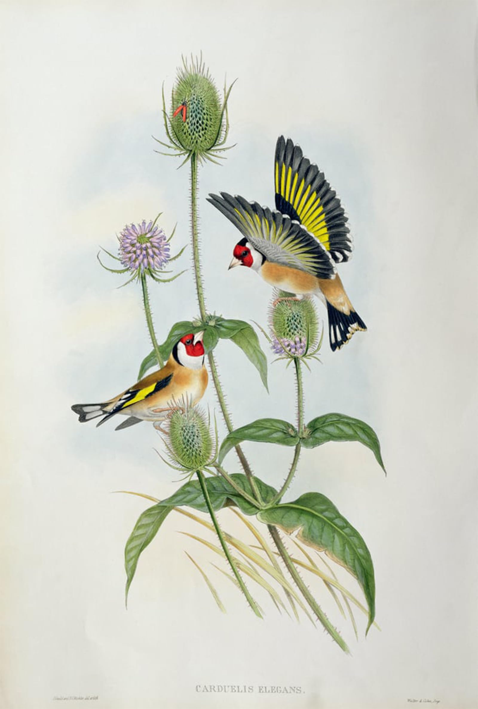 SERENDIPITP Vintage Wall Art Canvas Nordic Poster Canvas Print Picture Animal Bird Goldfinch by John Gould Wall Art Poster for Home Decor 60x90cm