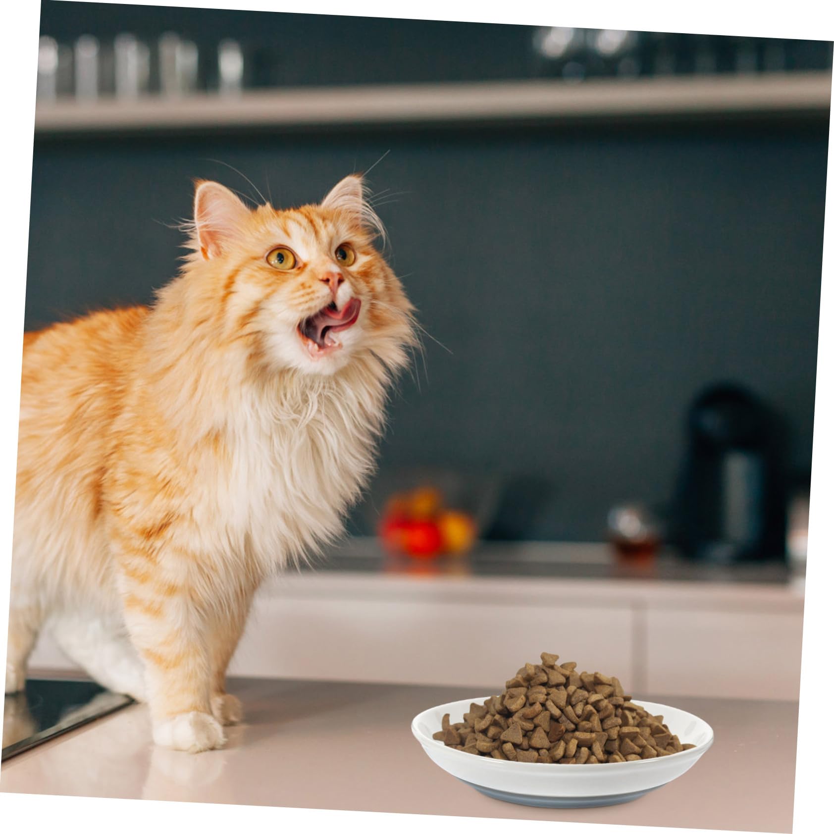 Ciotole per Gatti Piatte Antiscivolo, Set 3 Pezzi in Ceramica | Bordo Basso e Forma Ampia, per Mici Piccoli, Supporto per Pappa e Acqua