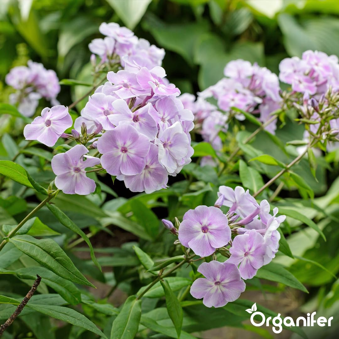 Phlox Nawóz Organiczny Do Kwiatów - 3x1L - NPK 2-1-8 | Zdrowe Liście - Silne Korzenie I Wysoka Plonność - Organifer