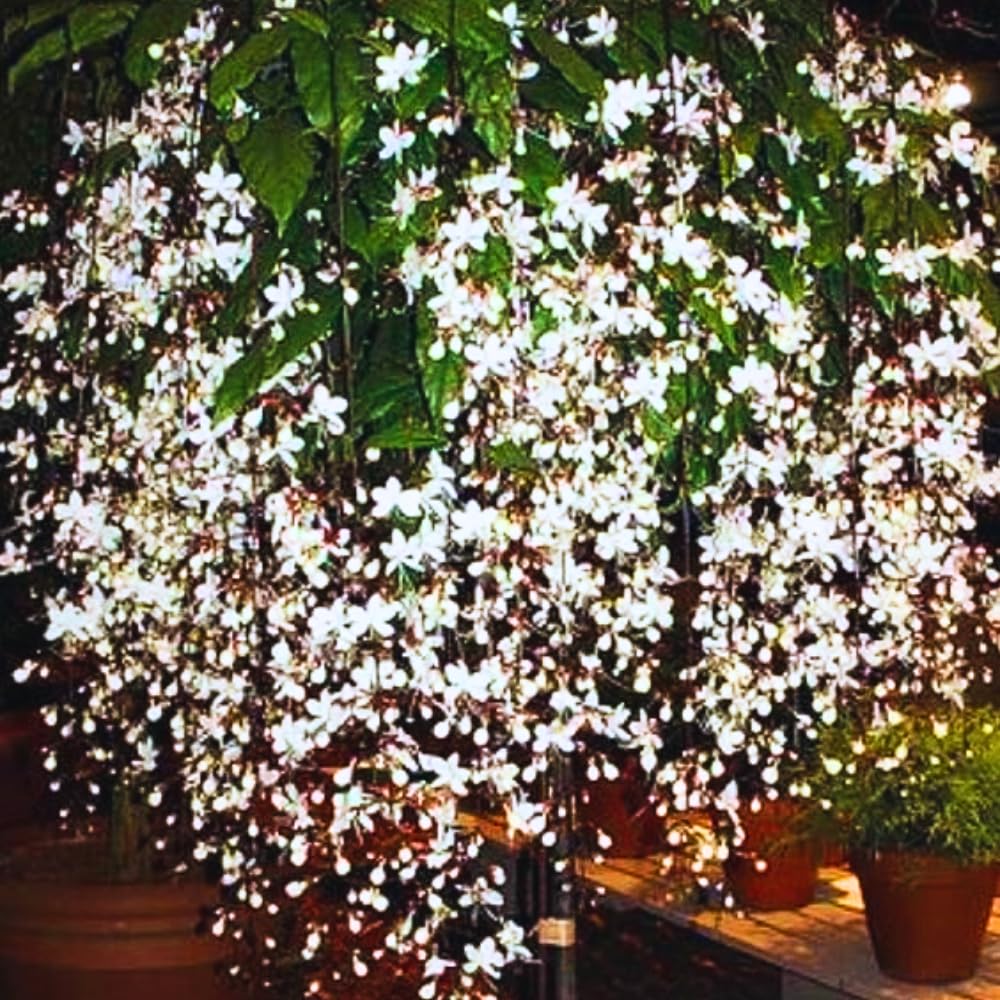 Amazon.com : 1 Clerodendrum Wallichii Plant Smithianum - Light Bulb White  Chain of Glory Clerodendrum Live Plant - 4-9 Inc Tall - Great for  Beautifying Indoor and Outdoor Spaces : Patio, Lawn & Garden