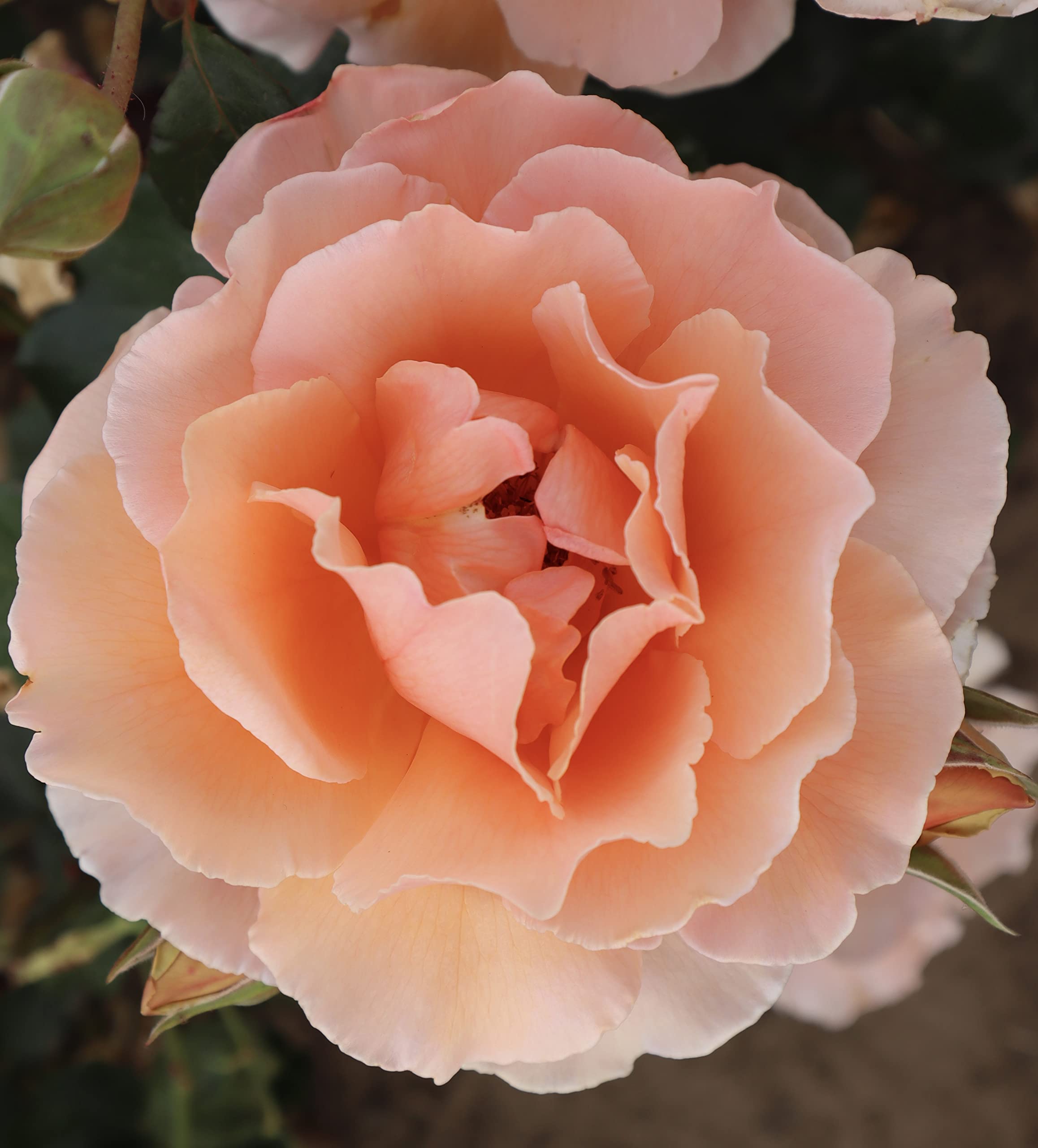 'Just Joey' Potted Hybrid Tea Rose - Stunning Apricot Blooms - 4 Litre Pot - Great Gift Idea