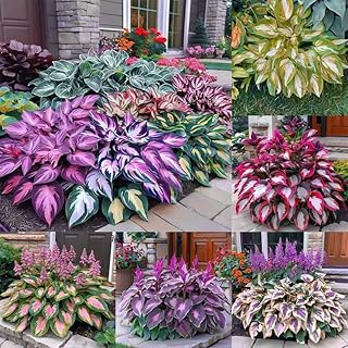 330+ Mixed Color Hosta Seeds for Planting - Shade-Tolerant Perennials, D...