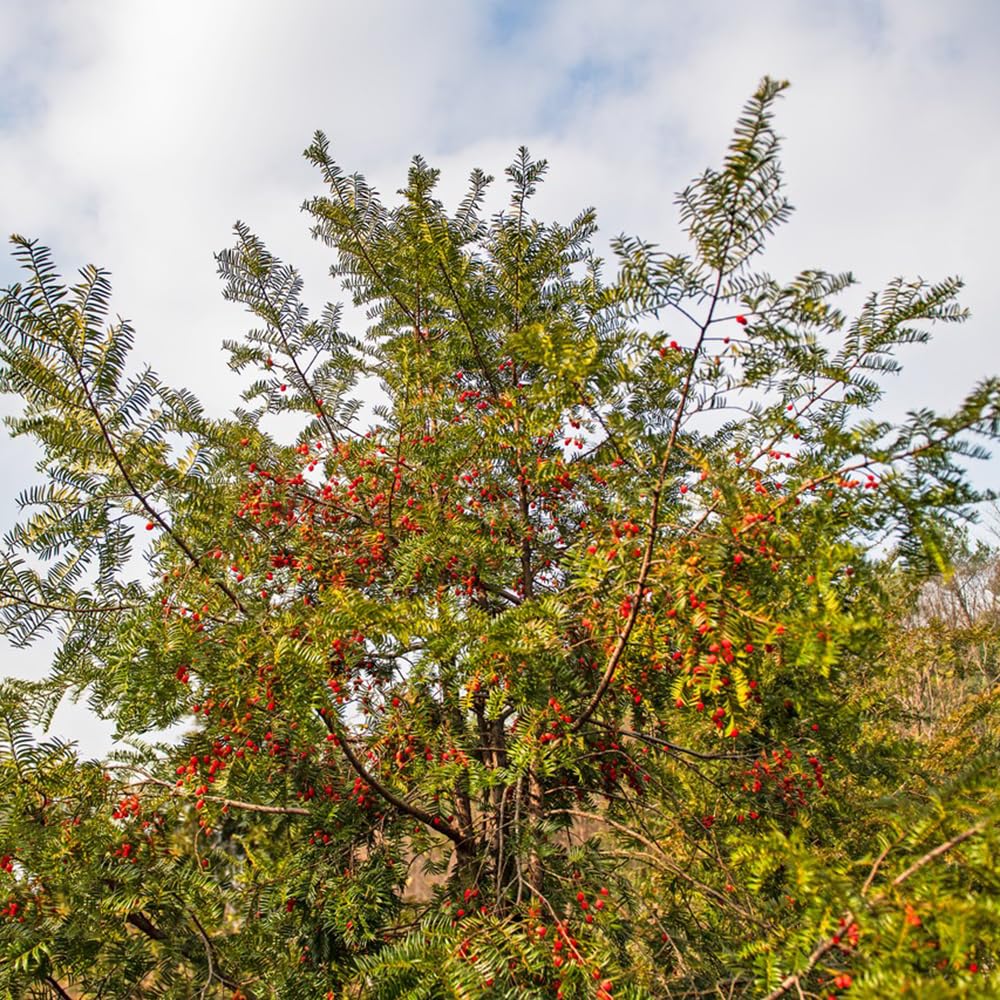50 Pcs Taxus Baccata Samen - Eibe - Stauden Winterhart Mehrjhrig, Bonsai  Baum Echt, Taxus Wallichiana, Topfpflanzen Drauen Winterhart, Deko  Wohnzimmer Balkon Pflanzen Winterfest, : Amazon.de: Garten