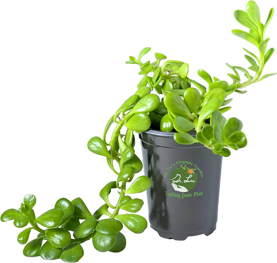Amazon.com : Dr. Lu's Organic Trailing Jade Plant | Rare Jade
