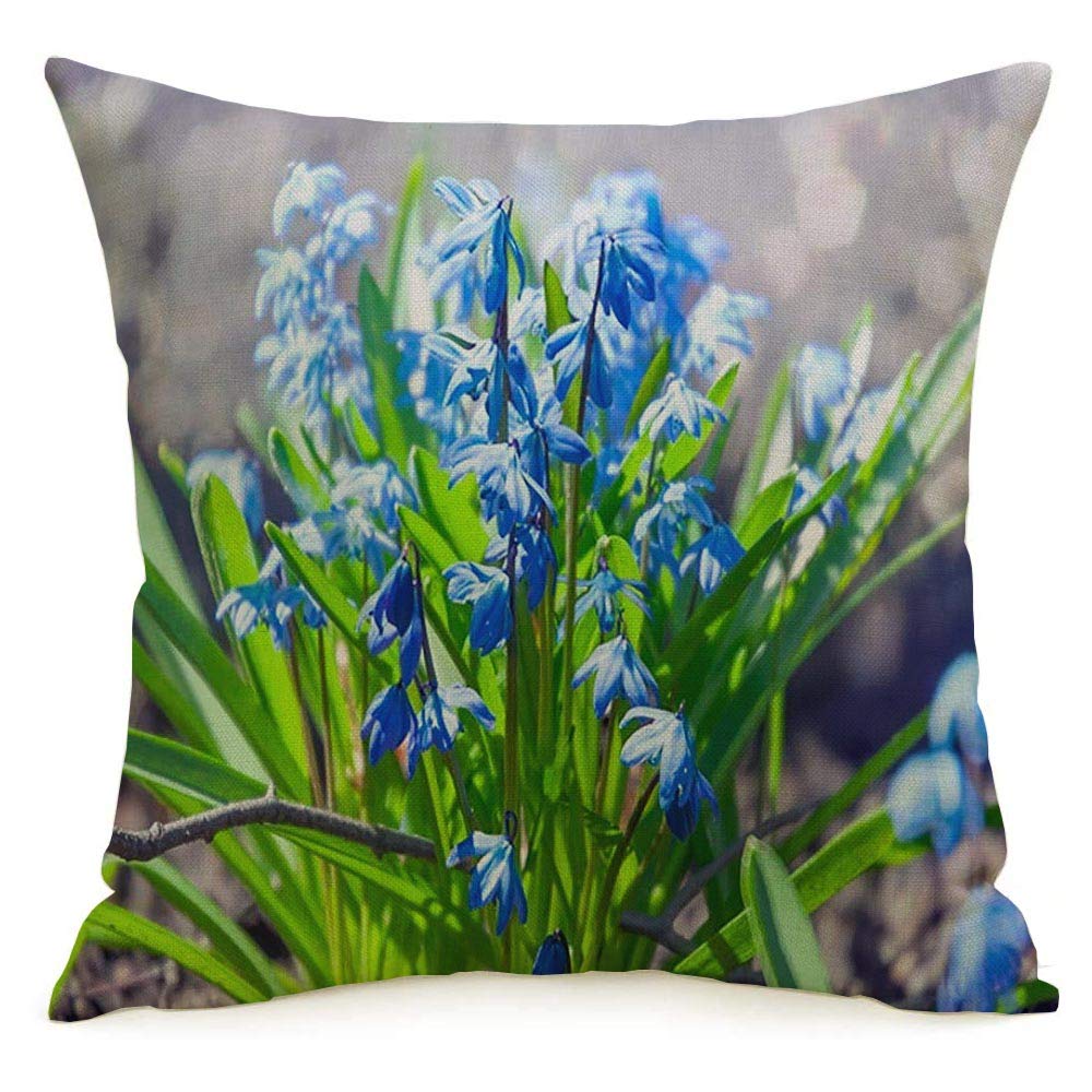 Throw Pillow Cover for Car Couch Bedroom Closeup Garden Blue Scilla First Or Bloom Flowers Siberica Siberian Nature Parks Outdoor Blooming Linen Decorative Square Cushion Cover 16 x 16 Inch
