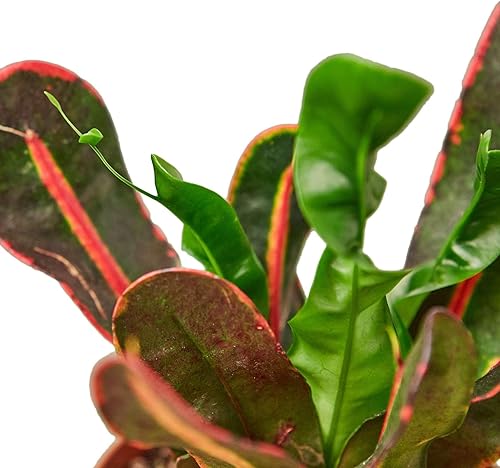 Miniatura 4 de Croton Mammy - Planta viva para interior  Diferentes plantas de interior en maceta de 4 y 6 pulgadas  Decoración de plantas de casa real para sala