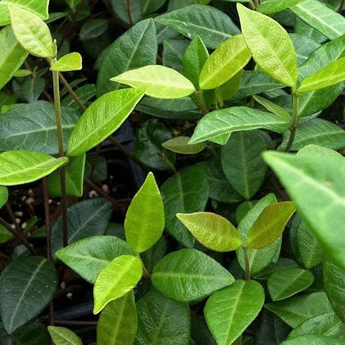 Miniatura 5 de Jazmín asiático Minima - 50 plantas vivas - Trachelospermum Asiaticum - Tolerante a la sequía resistente al frío cubierta de suelo de hoja perenne