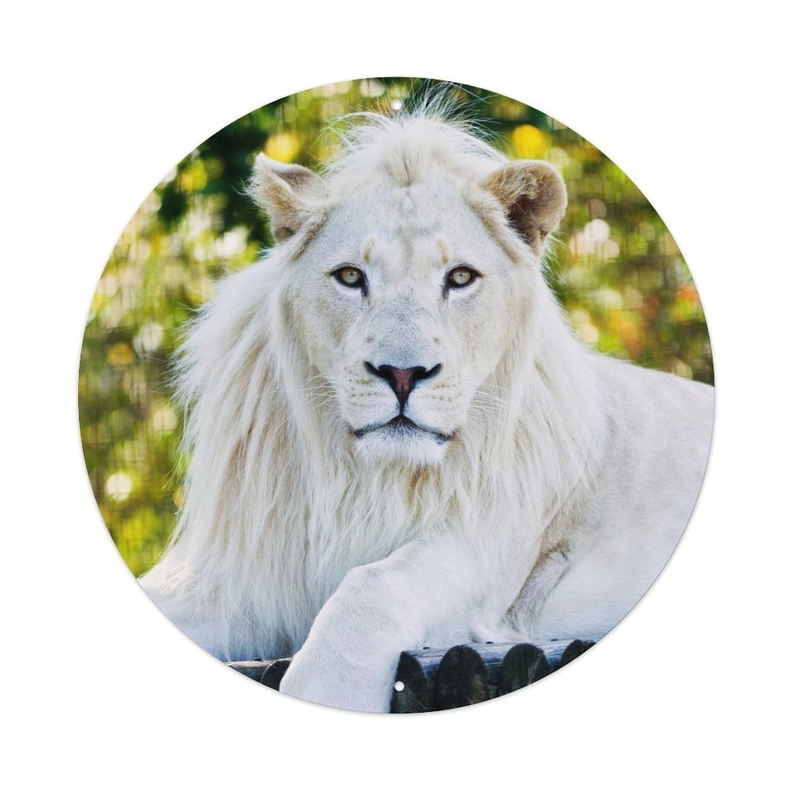 White Lion Resting Wildlife Portrait Nature Metal Tin Sign