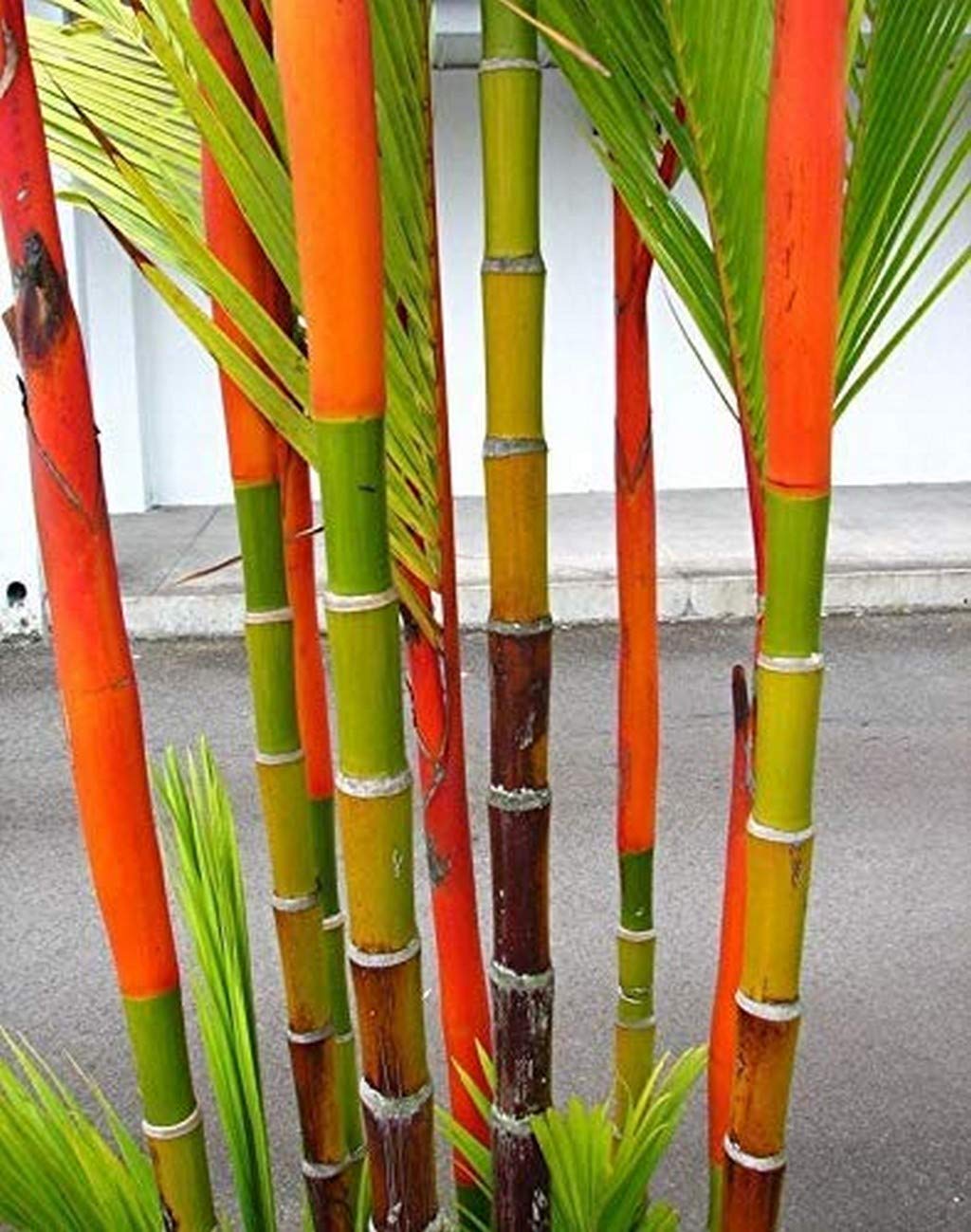 Creative Farmer Palm Tree Live Plant Red Cyrtostachys Renda Seedling Thailand Ornamental () Garden Indoor (1 Live Palm Plant)_PLANT-99-REDPALM1016ll@