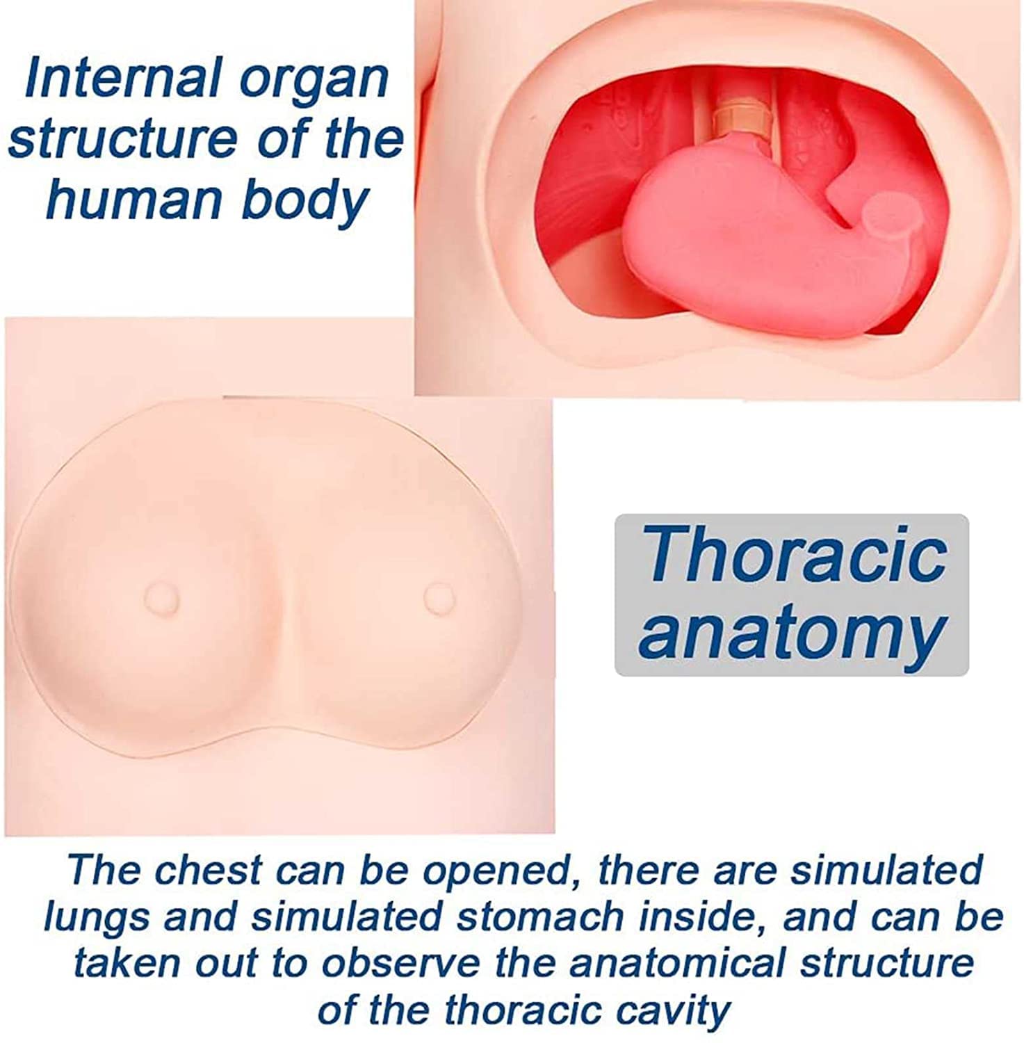 UWYTGF Teaching Model,Multifunction Nursing Staff Training Model Human Body Model Real Male Nursing Training Model Doll Model Medical Training Joint Medical Learning Laboratory 170?