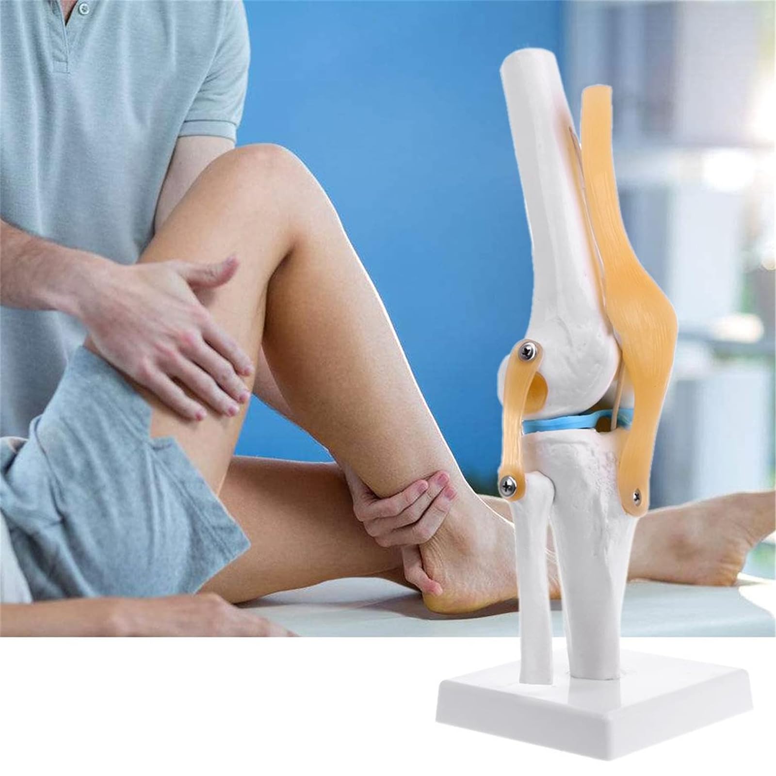 Modello di articolazione del ginocchio umano, modello anatomico dell'articolazione del ginocchio con legamenti, modello di scheletro flessibile di simulazione medica per ausilio all'apprendimento med
