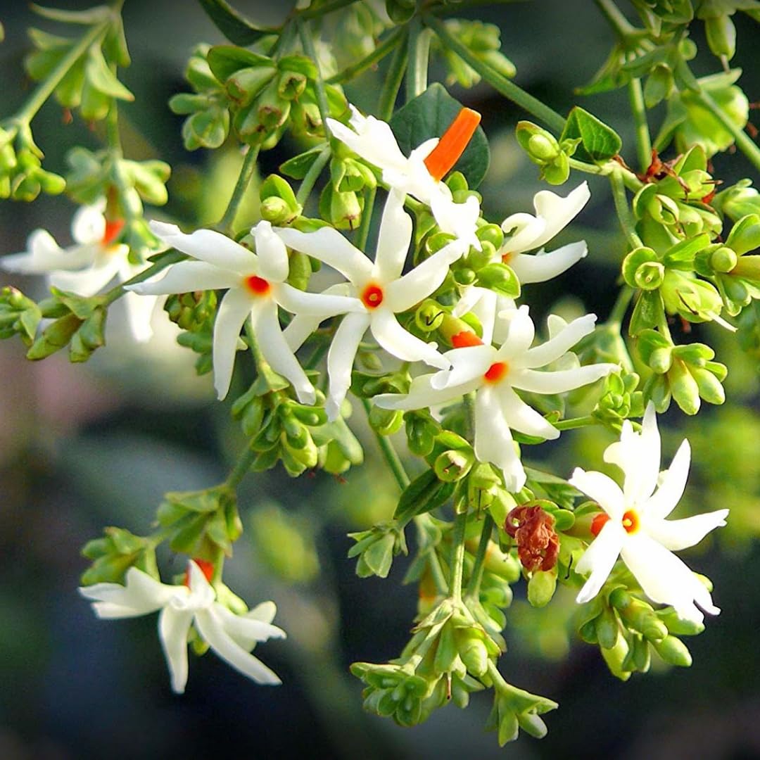 M-Tech Gardens Coral Jasmine Flowering Plant (Nyctanthes arbor-tristis, Hybrid) Exotic 1 Live Flowering Plant (B09DQ296D7) Amazon Price History, Amazon Price Tracker