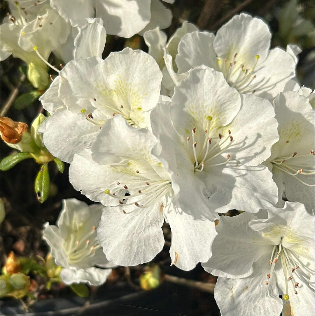 Amazon.com : Azalea Pleasant White, 3 Gallon, Low Growing Evergreen Shrub,  Part Sun, White Blooms : Patio, Lawn & Garden